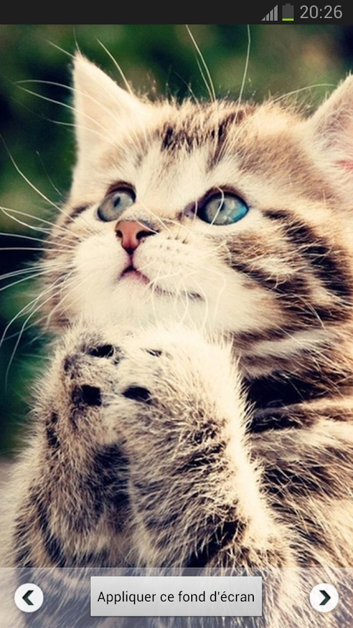 Beautiful Cat Wallpapers截图1