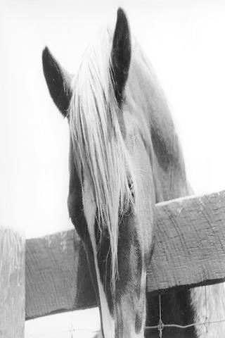 Black White Horse Wallpaper HD截图1