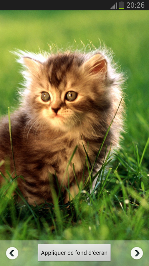 Beautiful Cat Wallpapers截图2