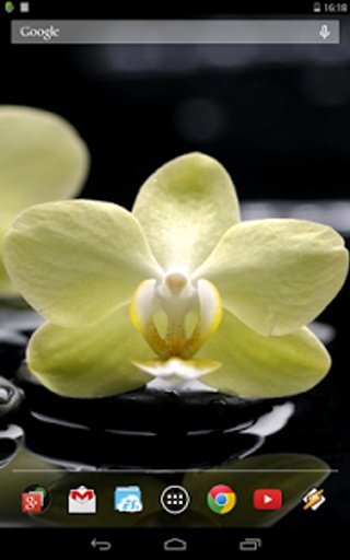 Orchids. Effect of water.截图3