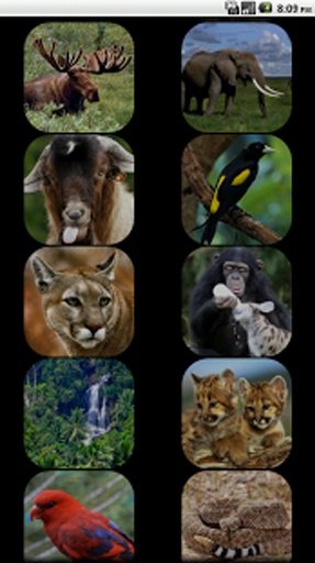 Kids - Jungle Animal Sounds截图3