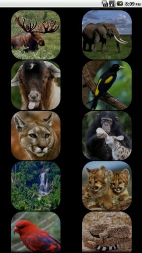 Kids - Jungle Animal Sounds截图7