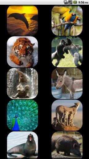 Kids - Zoo Animal Sounds截图6