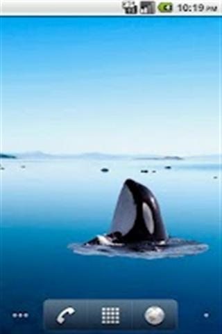 虎鲸贴纸 Killer Whale Spyhop Sticker截图1