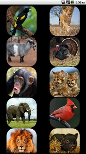 Kids - Zoo Animal Sounds截图5