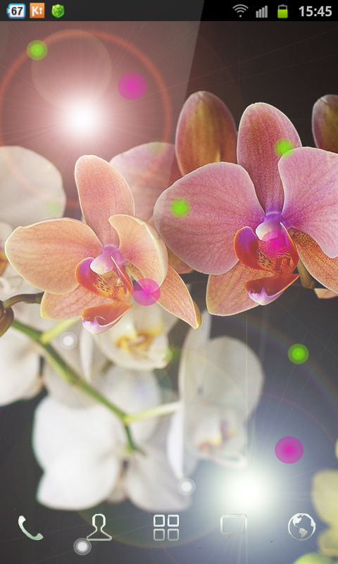 Free Wallpaper Orchid截图2