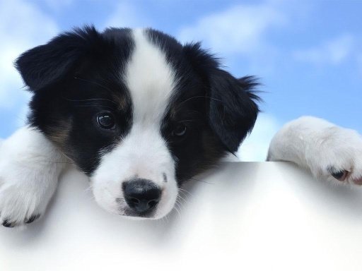 Cute Puppy Dog HD截图3