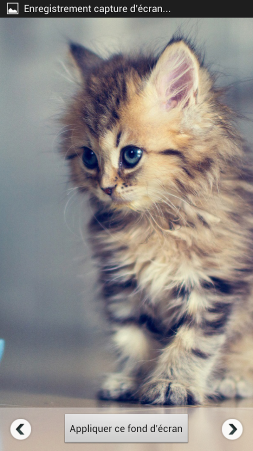 Beautiful Cat Wallpapers截图3