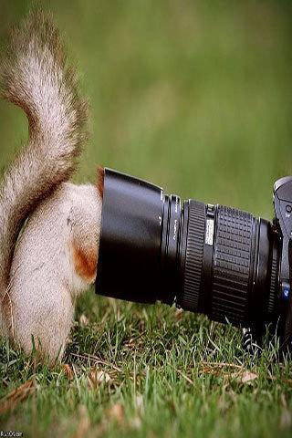 Funny Animals Wallpapers HD截图6