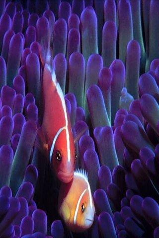 Fish Wallpapers HD截图7