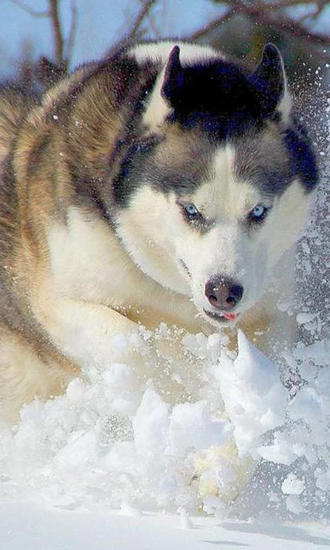 阿拉斯加雪橇犬之谜截图3