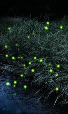 Firefly Live Wallpaper Free截图4