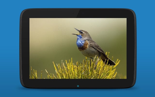 Birds PRO Trial截图2