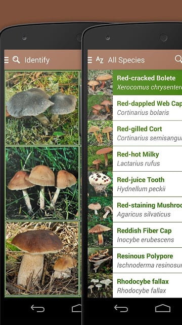 Mushrooms FREE截图4