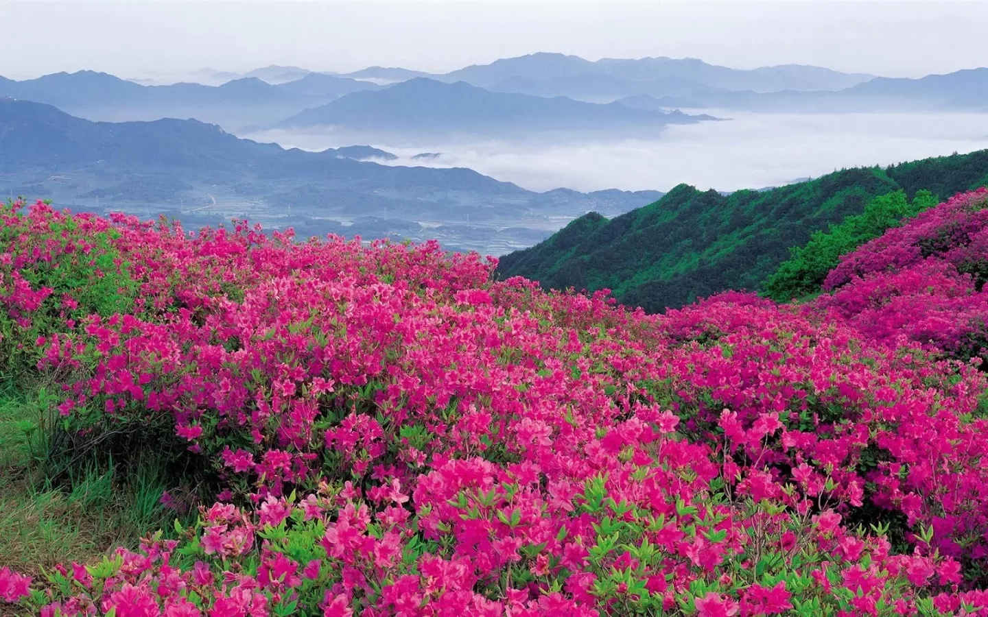 高清粉红色的花朵截图3