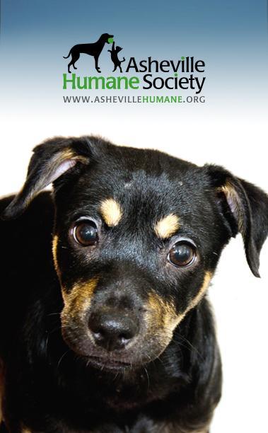 Asheville Humane Society截图1