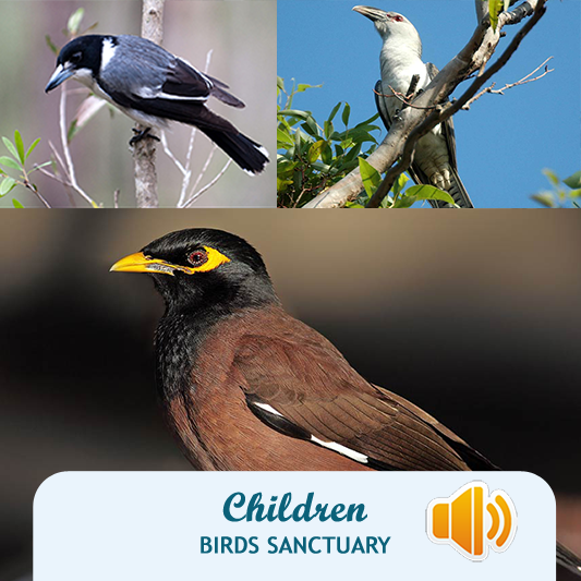 Children Birds Sanctuary截图3