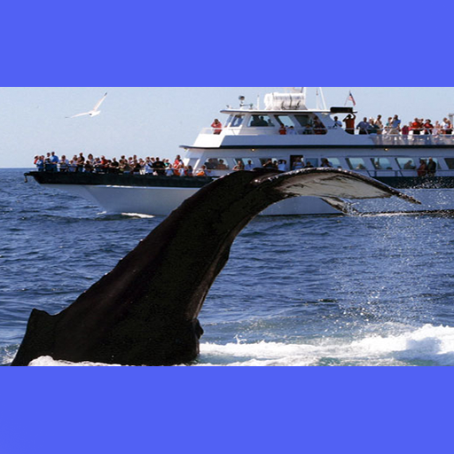 Cape Cod Whale Watch Ptown截图1