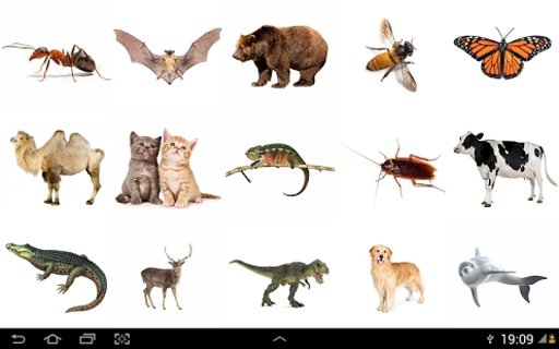 Animal Zone: Kids Learn Animal截图1