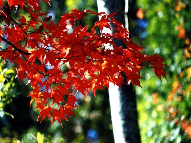 Autumn Leaves HD Wallpaper截图5