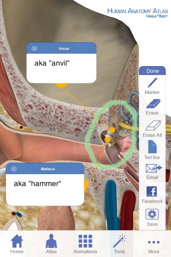 Human Anatomy Atlas (Org...截图1