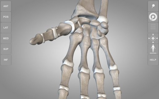 Skeletal System 3D Anatomy Lt截图5