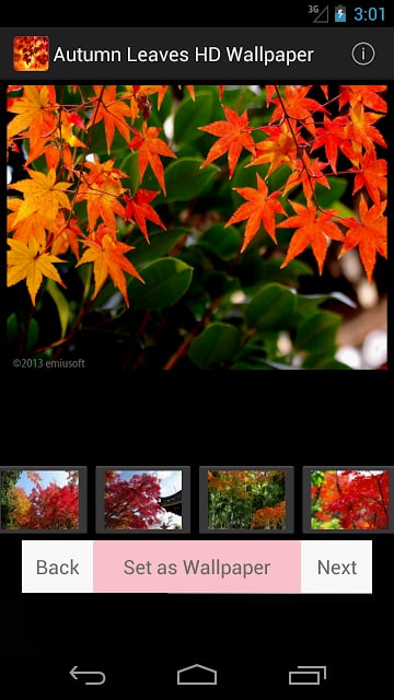 Autumn Leaves HD Wallpaper截图3