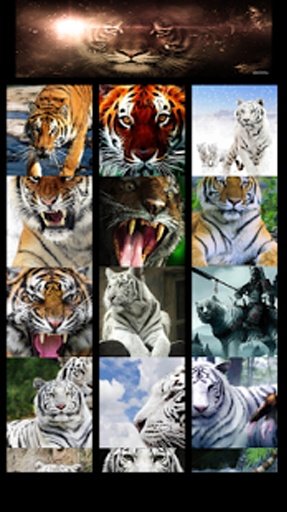 Tiger Wallaper截图3