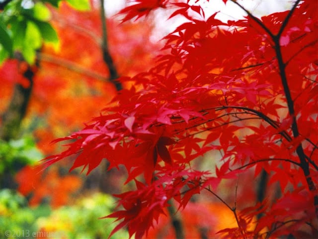 Autumn Leaves HD Wallpaper截图9