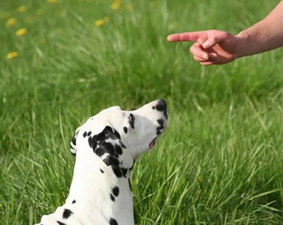 犬訓練截图10