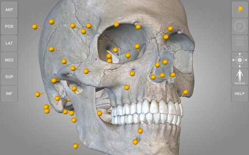 Skeletal System 3D Anatomy Lt截图1