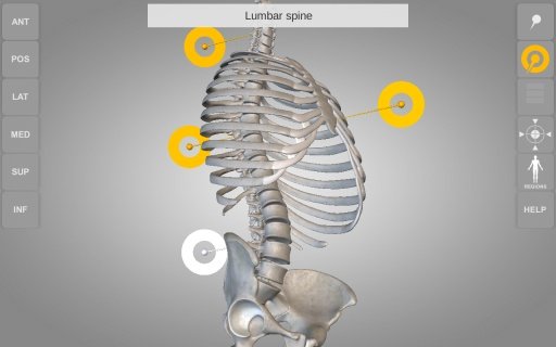 Skeletal System 3D Anatomy Lt截图4