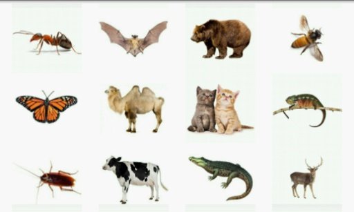 Animal Zone: Kids Learn Animal截图9