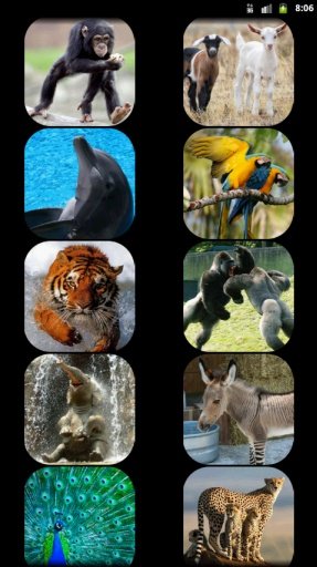 Zoo Animal Sounds截图1