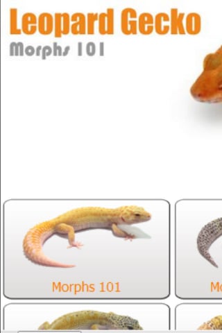 Leopard Gecko Morphs 101截图2