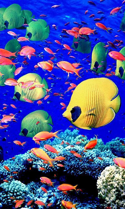 Coral Reefs HD Live Wall...截图3