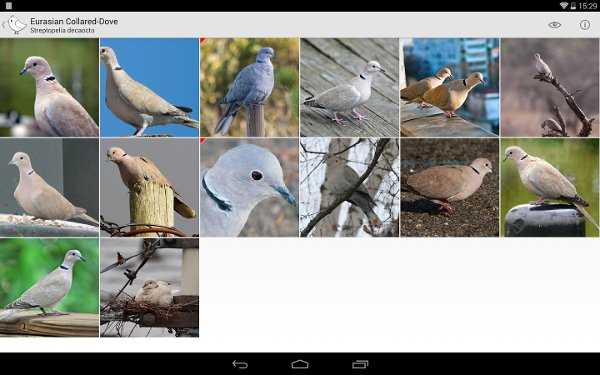 Bird Watcher截图9