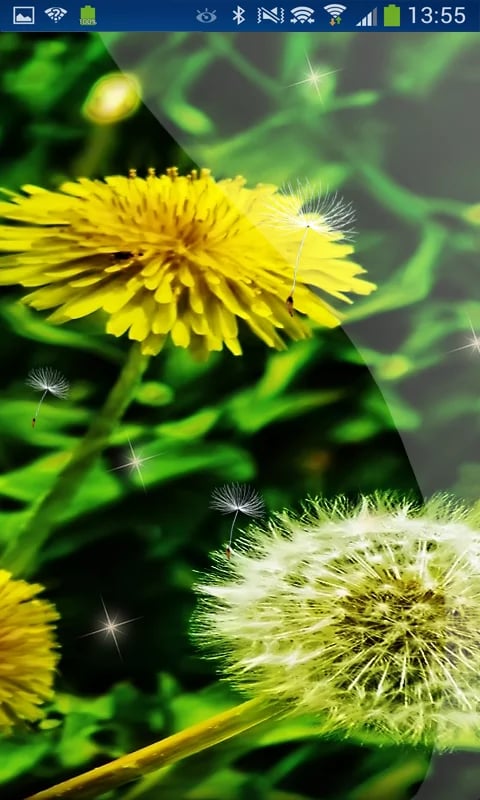 Free Romantic Dandelion ...截图3