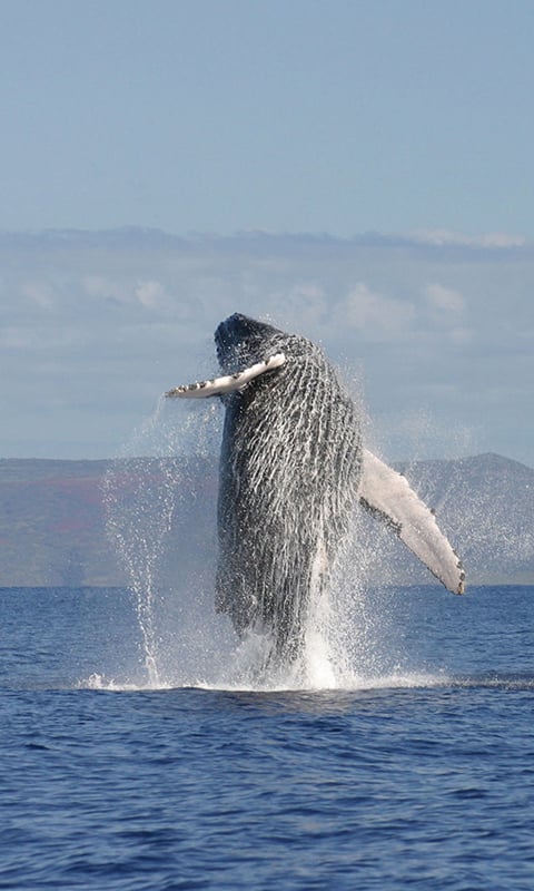 Huge Whale at rainy weat...截图2