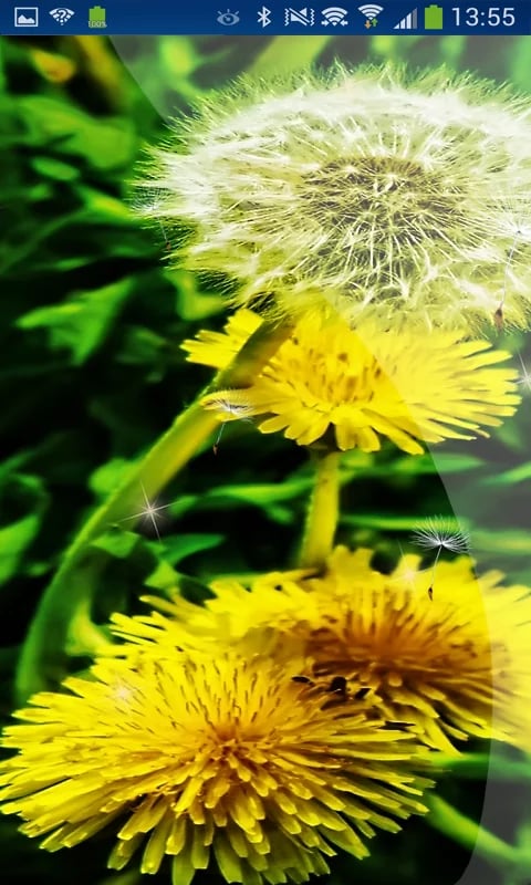 Free Romantic Dandelion ...截图2