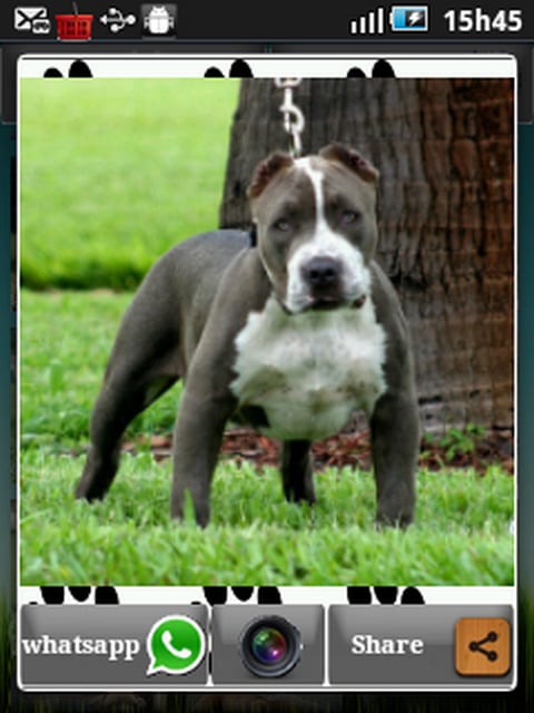 foto pitbull截图1