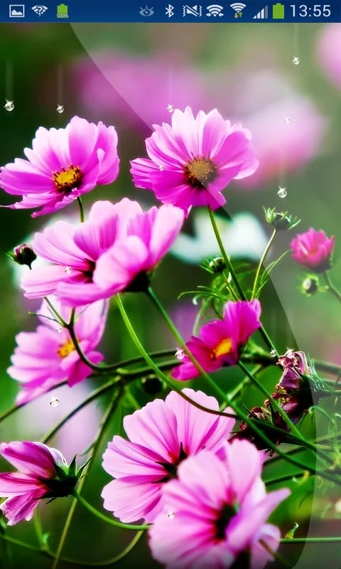 Spring Flowers 3d Live W...截图3