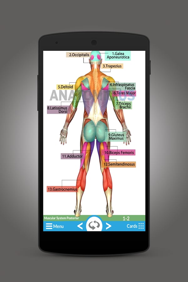 Anatomy Of Muscles截图2