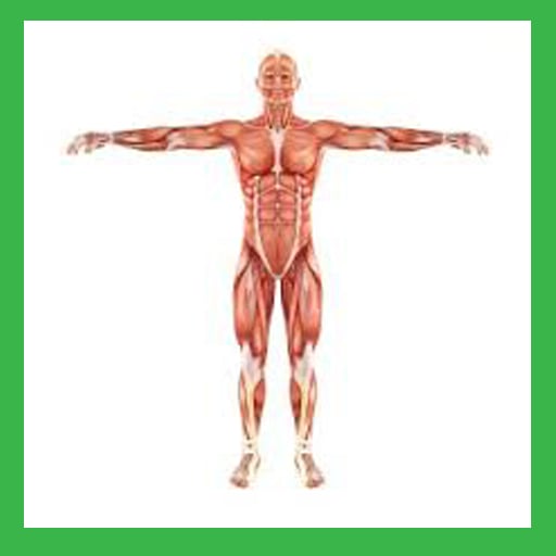 Human anatomy Basic截图2