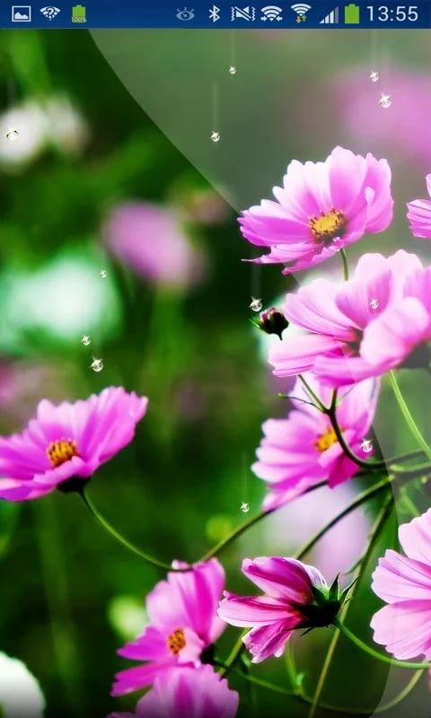 Spring Flowers 3d Live W...截图1