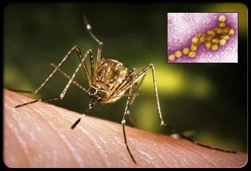 West Nile Virus Treatmen...截图1