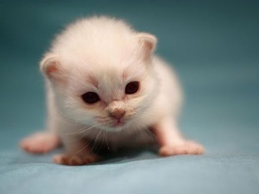 Cutie Kitten Cat截图2