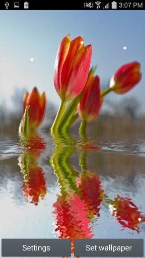 Tulips in water III截图3