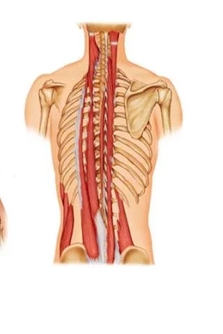 Anatomy and Physiology截图2