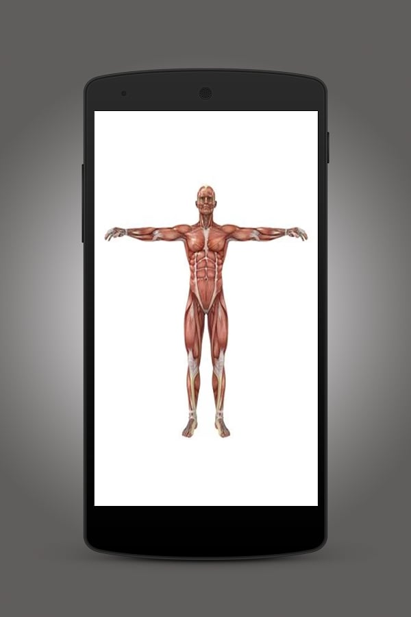 Muscles Anatomy截图5